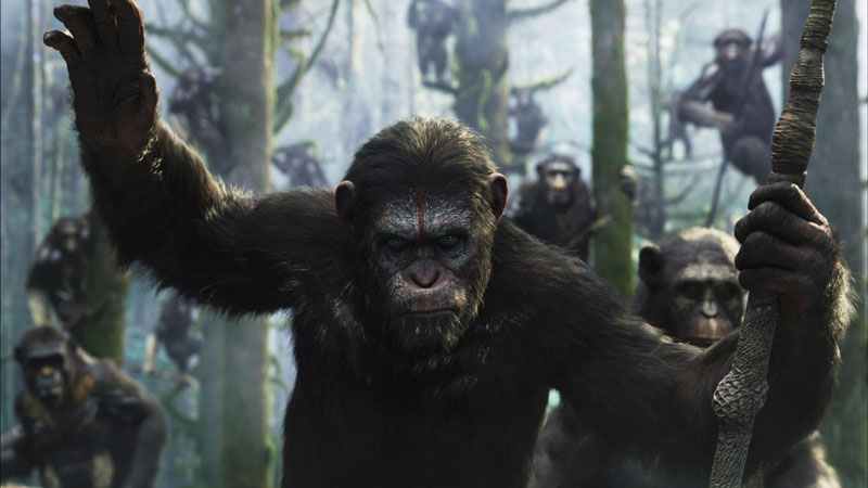 A group of apes waiting for the order to attack from Andy Serkis' Caesar in 'Dawn of the Planet of the Apes'