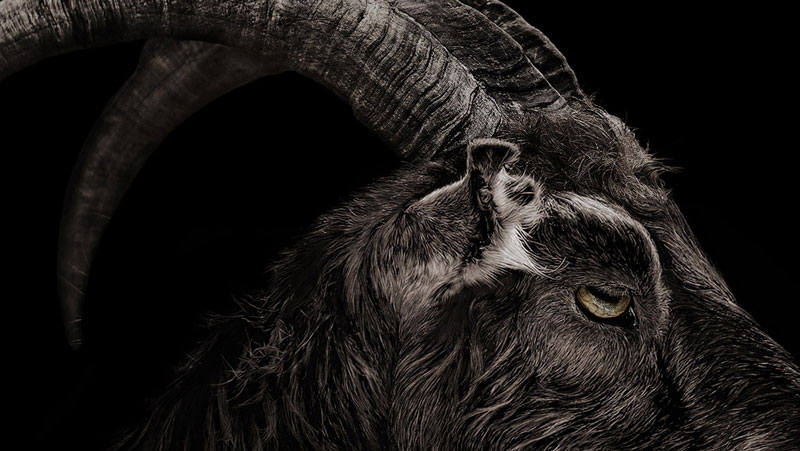 The goat from 'The Witch' known as Black Phillip looking creepy with devil's horns